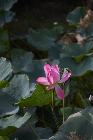 Beautiful Pink Lotus Flower And Lotus Leaf In Lake In Ubonratchathani Province, Thailandの写真素材