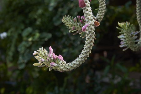 Beautiful Ornamental Hemp Cactus With Pink Leafs And Green Background.の写真素材
