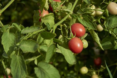 Fresh Organic Tomatos In Green House For Harvest.の写真素材