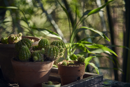 Close Up Of Small Cactus In Tree Pots.の写真素材