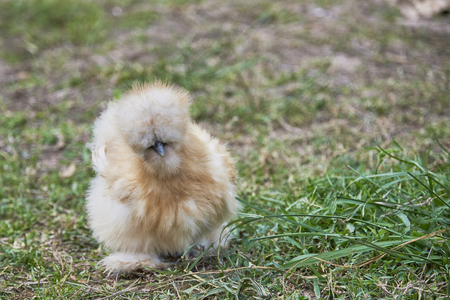Cute Silkie Chicken Walking In Garden.の写真素材