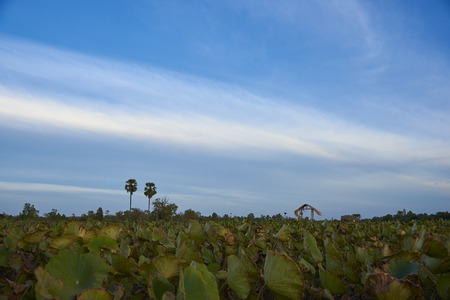 Beautiful Lotus Field With Beautiful Blue Sky, Landscape Photo.の写真素材