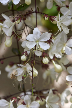 Close Up Of Blooming white Flowers.の写真素材