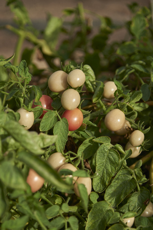 Fresh Organic Tomatos In Green House For Harvest.の写真素材