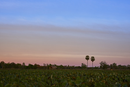 Beautiful Lotus Field With Beautiful Sunset Sky, Landscape Photo.の写真素材