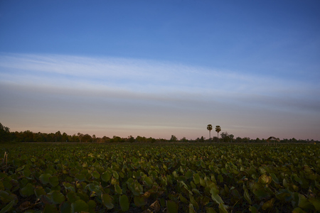 Beautiful Lotus Field With Beautiful Blue Sky, Landscape Photo.の写真素材