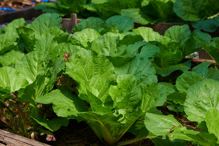Top View Of Fresh Baby Green And Purple Cabbage. Use As Background. Fresh Vegetables.の写真素材