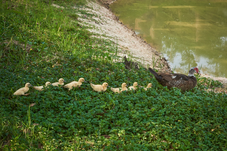 Cute Duck And Duckling Walk In Row In Gardenの写真素材