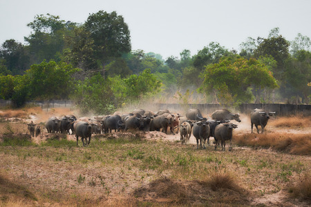 Group Of Thai Bufflo In Ubonratchathani Province.の写真素材