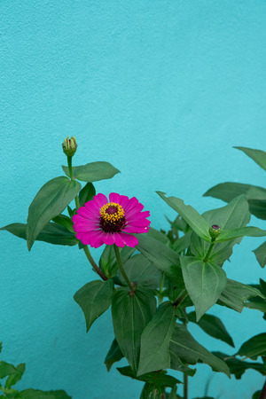 Beautiful Pink Flower And Gree Pastel Backgroundの写真素材