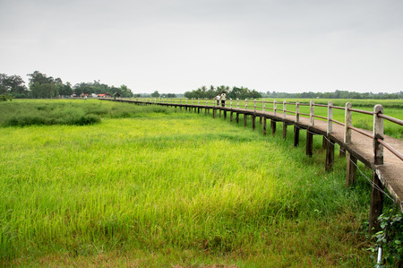 Countryside Landscape With Walkway Above Rice Field And Overcast Sky.の写真素材