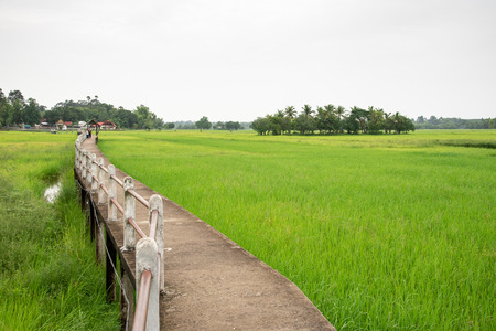 Countryside Landscape With Walkway Above Rice Field And Overcast Sky.の写真素材