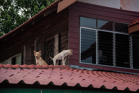 UBON RATCHATHANI, THAILAND- SEPTEMBER 22 : Dogs Stay On Roof House Damaged By Flood On September 22, 2019 In Tan Sum District Ubon Ratchathani Province, Thailandのeditorial素材