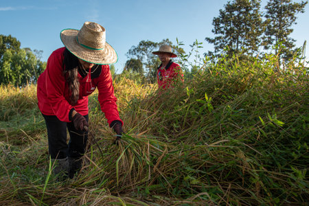 SRISAKET, THAILAND- NOVEMBER 3 : Unidentified Thai Farmer Harvest Rice By Hand In Early Morning At Ban Nong Saeng Village, Kanthararom District, Si Sa Ket Province On November 3, 2019  In Si Sa Ket, Thailandのeditorial素材