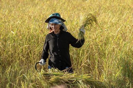 SRISAKET, THAILAND- NOVEMBER 3 : Unidentified Thai Farmer Harvest Rice By Hand In Early Morning At...