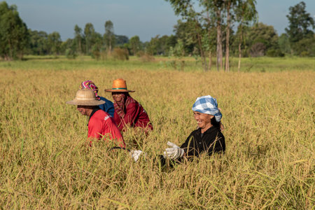 SRISAKET, THAILAND- NOVEMBER 3 : Unidentified Thai Farmer Harvest Rice By Hand In Early Morning At Ban Nong Saeng Village, Kanthararom District, Si Sa Ket Province On November 3, 2019  In Si Sa Ket, Thailandのeditorial素材