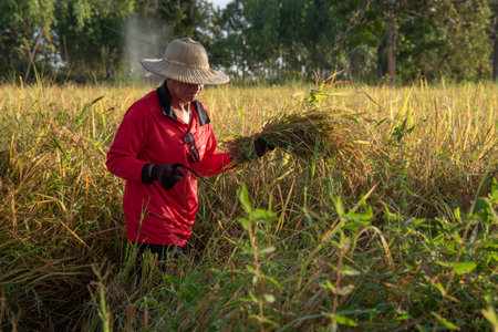 SRISAKET, THAILAND- NOVEMBER 3 : Unidentified Thai Farmer Harvest Rice By Hand In Early Morning At Ban Nong Saeng Village, Kanthararom District, Si Sa Ket Province On November 3, 2019  In Si Sa Ket, Thailandのeditorial素材