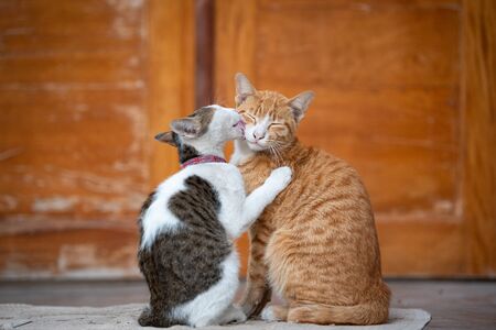 Cute Portrait Of Young Cats Sit On Floor. Cats Grooming Eact Other.の写真素材