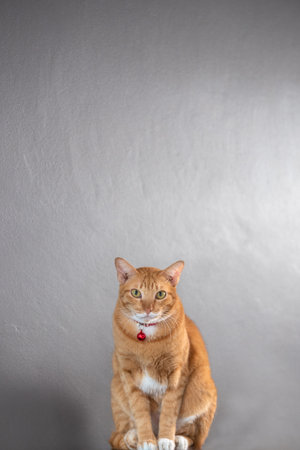 grey striped cat sitting on table and look at camera
