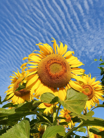 Sunflowers bask in the morning's golden embrace, turning their faces toward the radiant sun.の写真素材