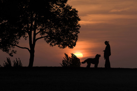 Women and dog silhouette to walk the eveningの写真素材