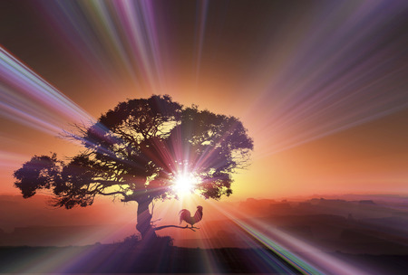 3D illustration of sunrise and a chickenの写真素材