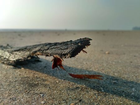 A wood after afire.のeditorial素材