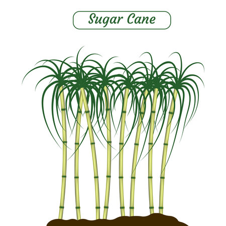 Sugar cane vector illustration created on white background.のイラスト素材