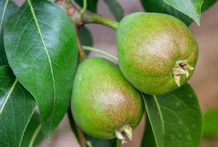 HD Food Background Imagesの写真素材