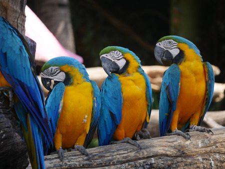 Macaw Blue and Yellow in natural background