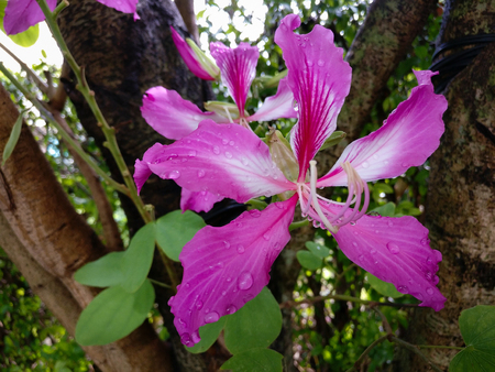 Bauhinia Purpurea, Pink flowers bloom with beautiful colors and Water drops on flowers.の写真素材