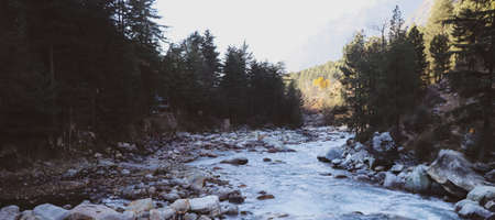 River in the forestの写真素材