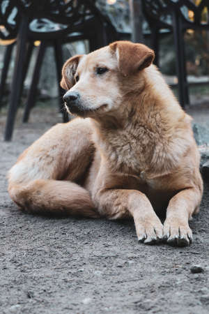 Brown Dog Posingの写真素材