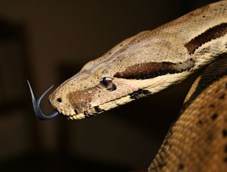 Boa Constrictor