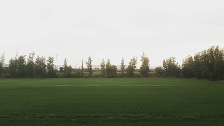 Rice field in Wang Noi district Ayuthaya Province Thailand.の素材