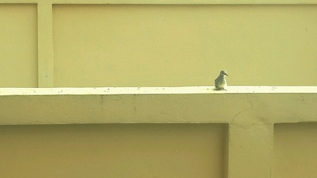 Little bird on yellow wall.の素材