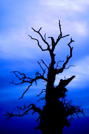 scary tree on the deep blue sky background - blurred branches to increase the spooky effectの写真素材