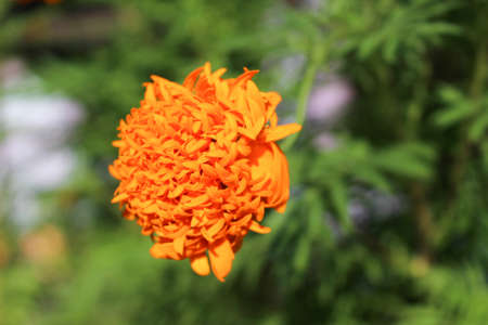 Marigold orangeの写真素材