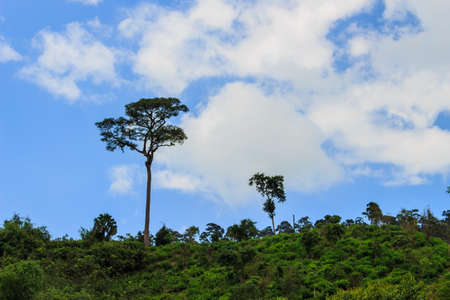 Green trees against the sky as a bright sunny day の写真素材