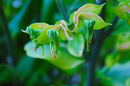 Flowers in natureの写真素材