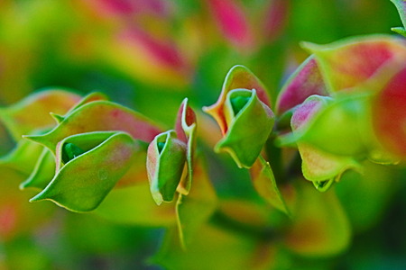 floweresの写真素材