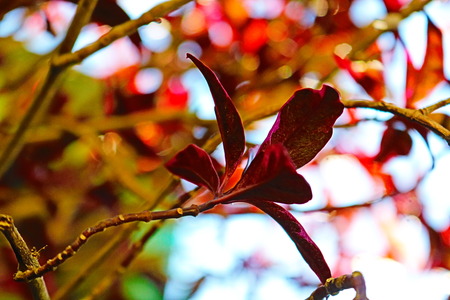 floweresの写真素材