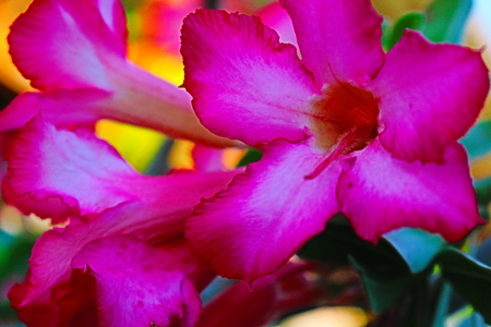 floweresの写真素材