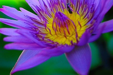 floweresの写真素材