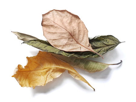 Dry leaves on white background, top view. Dry leaves isolatedの写真素材