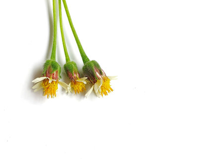 Flowers on a white background, isolate, close-up.の写真素材