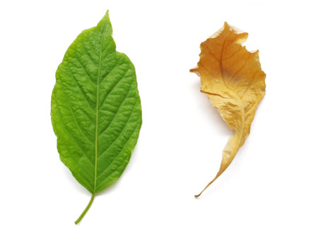 Green leaf and yellow leaf isolated on white background, clipping path includedの写真素材