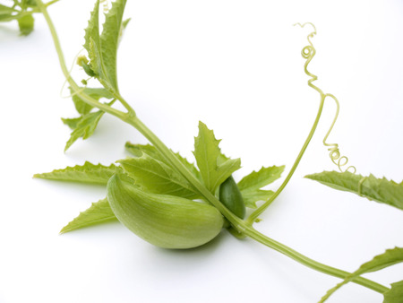 Achocha Vegetableの写真素材