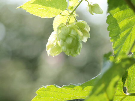Hops Herb in Home Herbal Gardenの写真素材