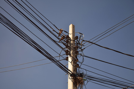Nests on electric poles